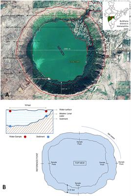 Diversity and Distribution of Phenol Oxidase Producing Fungi from Soda Lake and Description of <mark class="highlighted">Curvularia</mark> lonarensis sp. nov.